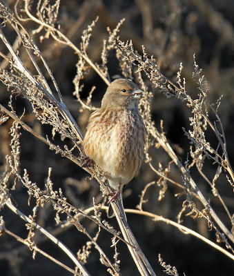 Linnet