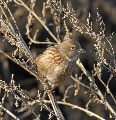Linnet