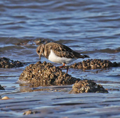 Turnstone