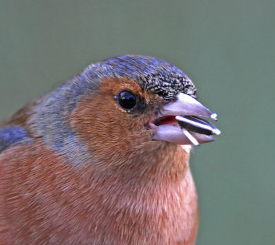 Chaffinch