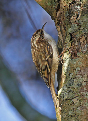 Treecreeper