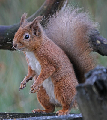 Red Squirrel