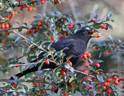Blackbird