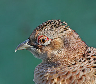 Pheasant