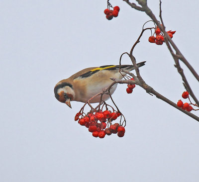 Goldfinch