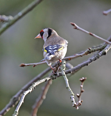 Goldfinch