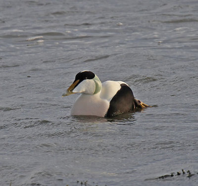 Drake Eider