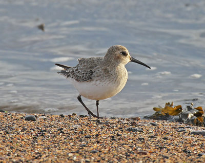 Dunlin