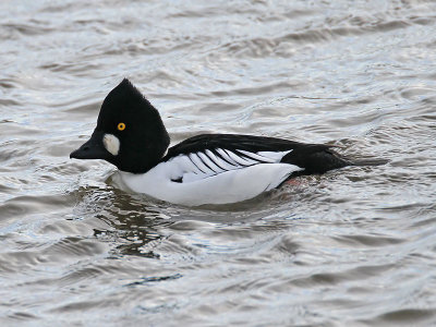 Goldeneye