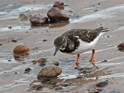 Turnstone