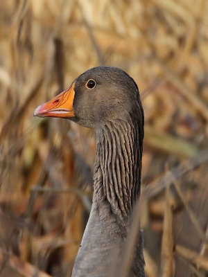 Greylag Goose