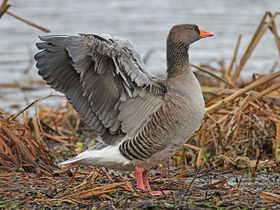Greylag Goose