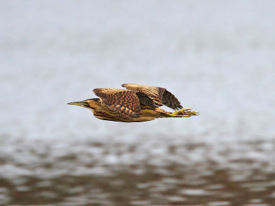 Bittern