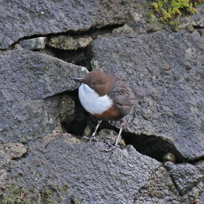 Dipper