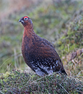 Red Grouse