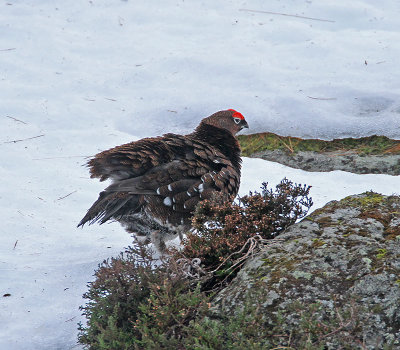 Red Grouse