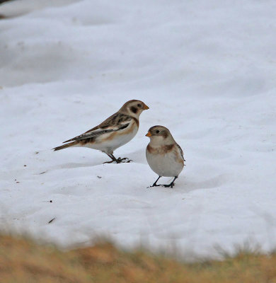 Snow Bunting