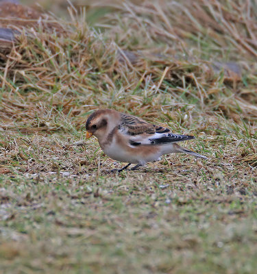 Snow Bunting