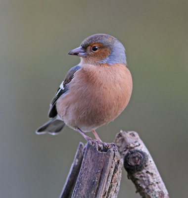 Chaffinch