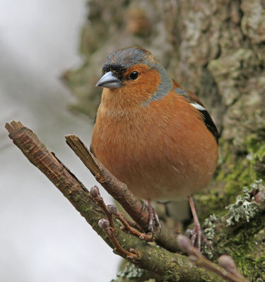 Chaffinch