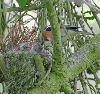 Chaffinch