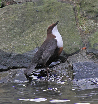 Dipper