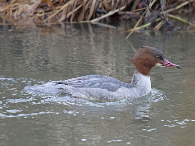 Goosander