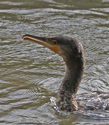 Cormorant