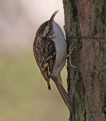 Treecreeper