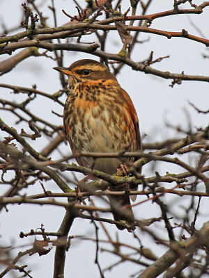Redwing