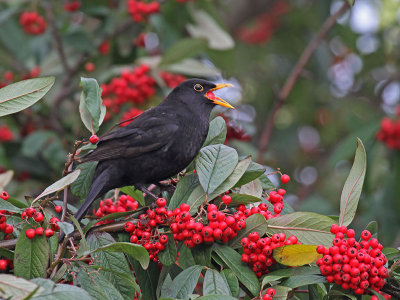 Blackbird