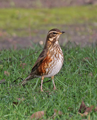 Redwing