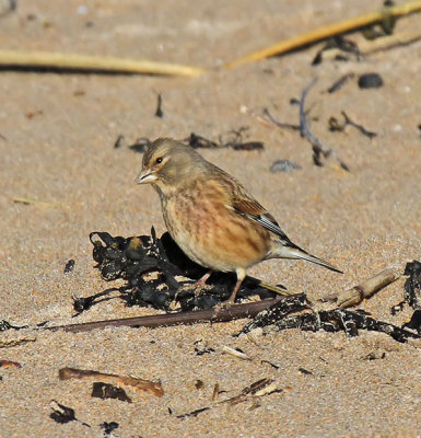 Linnet