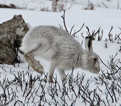 Mountain Hare
