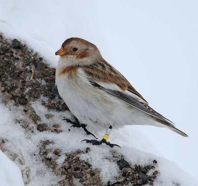 Snow Bunting