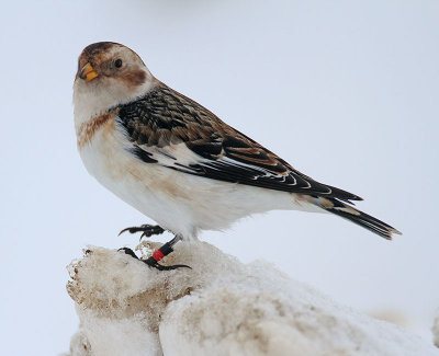 Snow Bunting