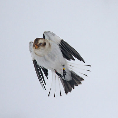 Snow Bunting