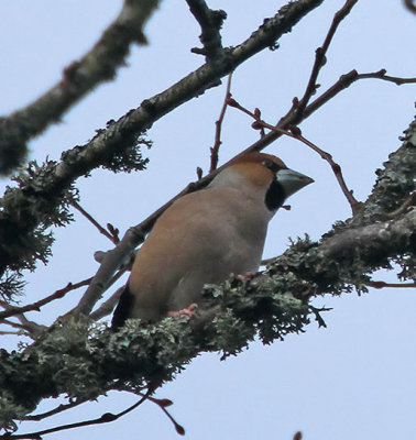 Hawfinch