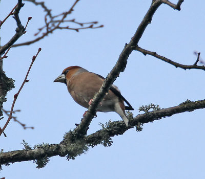 Hawfinch