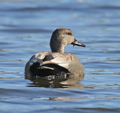 Gadwall