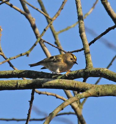Goldcrest
