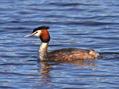 Great Crested Grebe