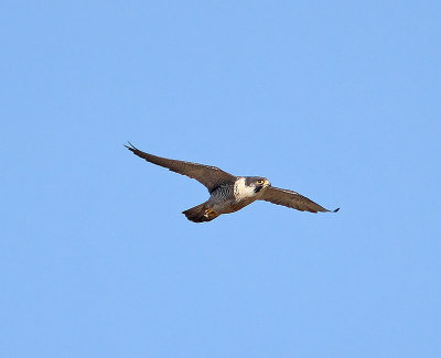 Peregrine Falcon