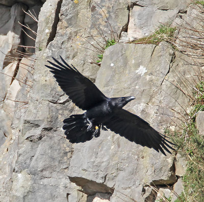 Raven
