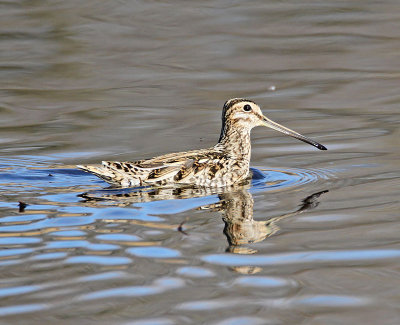 Common Snipe