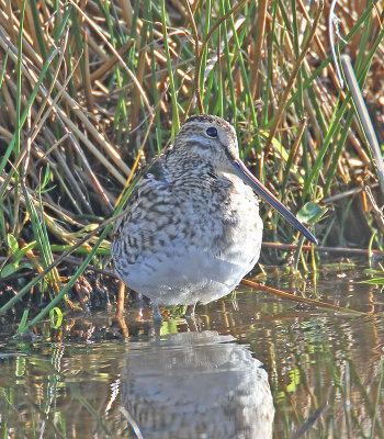 Common Snipe