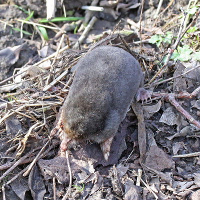 Mole