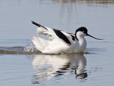 Avocet