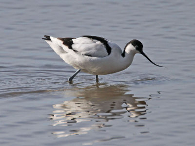 Avocet