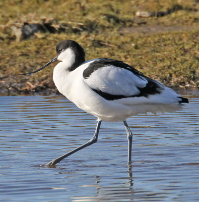 ::Leighton Moss - March 2014 ::